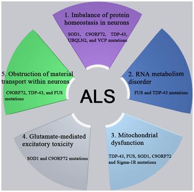 Current insights in the molecular genetic pathogenesis of amyotrophic lateral sclerosis